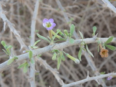 Lycium schweinfurthii