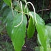 Pepper Plants - Photo (c) Laurent Quéno, some rights reserved (CC BY-NC), uploaded by Laurent Quéno