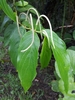 Pepper Plants - Photo (c) Laurent Quéno, some rights reserved (CC BY-NC), uploaded by Laurent Quéno