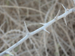 Lycium schweinfurthii