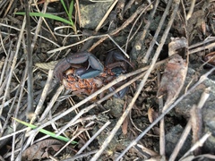 Centruroides margaritatus