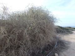 Lycium schweinfurthii