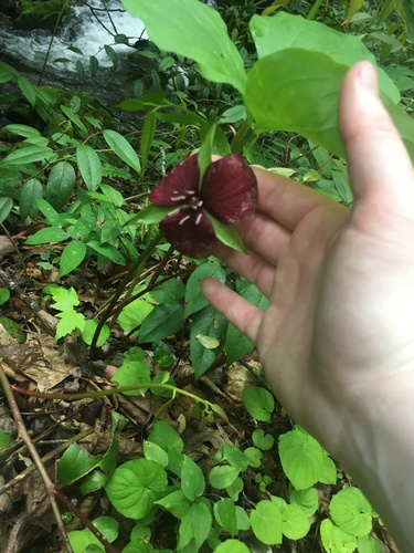 Image of Trillium vaseyi by (c) harrier, some rights reserved (CC BY)