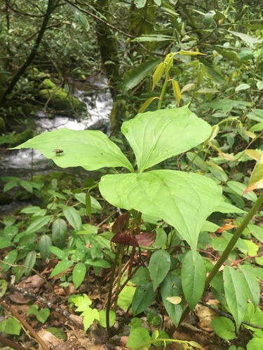 Image of Trillium vaseyi by (c) harrier, some rights reserved (CC BY)