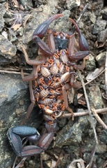 Centruroides margaritatus