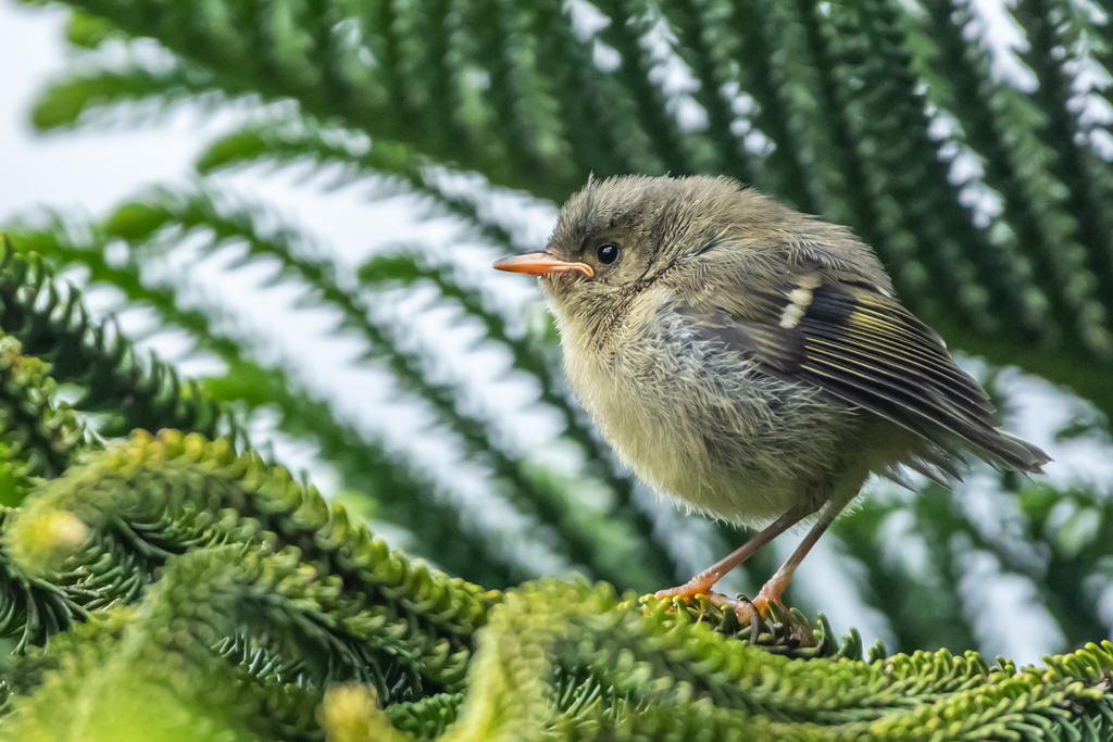 Goldcrest (Sao Miguel)