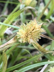 Cyperus metzii