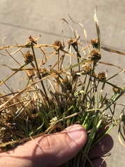 Cyperus metzii