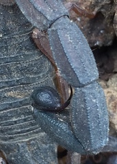 Centruroides margaritatus