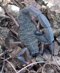 Centruroides margaritatus