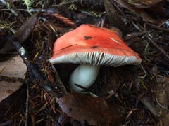 Russula silvicola