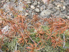 Dracophyllum recurvum