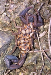 Centruroides margaritatus