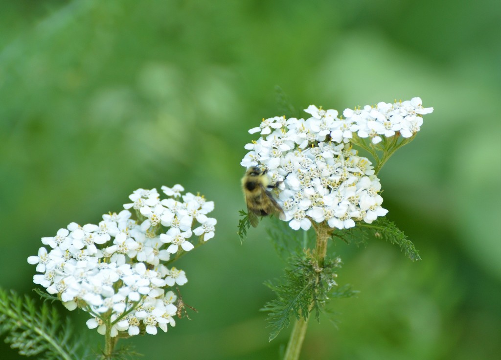 Northern Yarrow from Algoma District, ON, Canada on July 16, 2018 at 03 ...