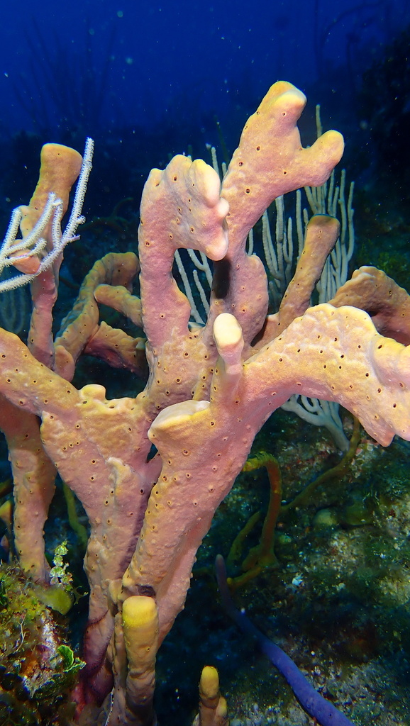 Agelas cervicornis