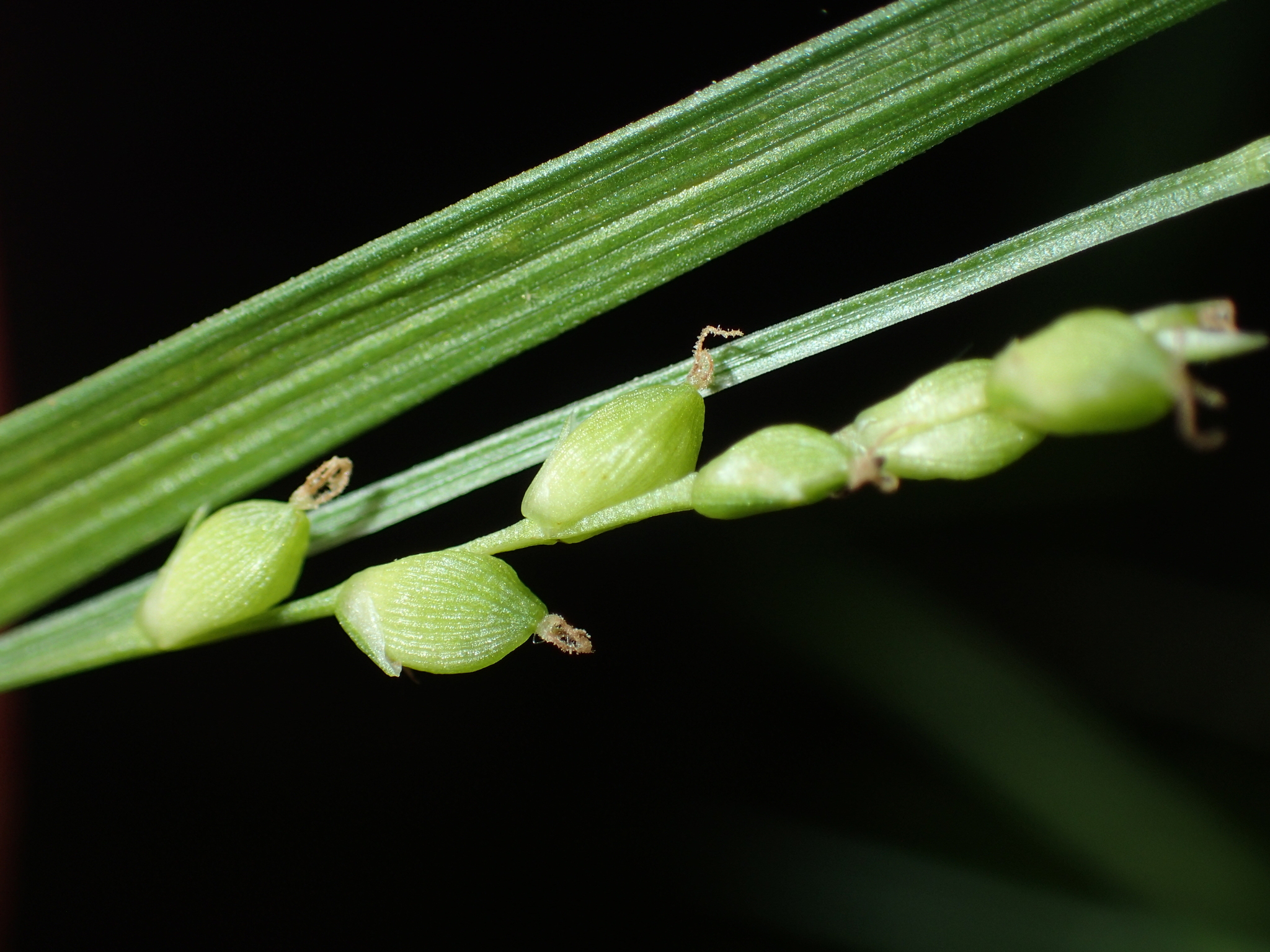 Carex digitalis