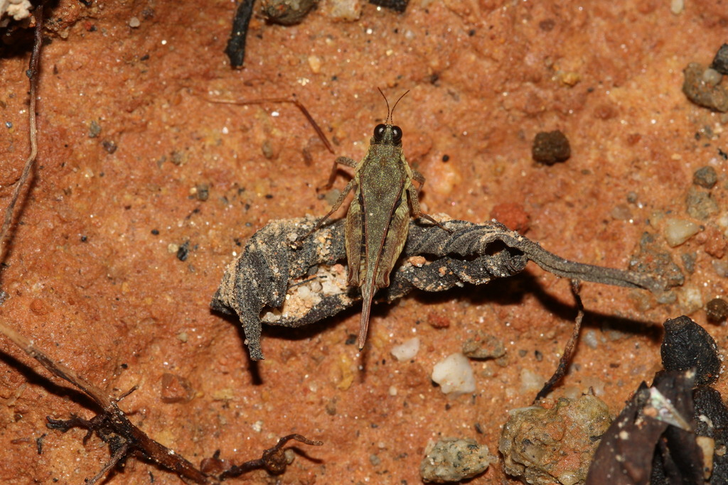Hebarditettix quadratus