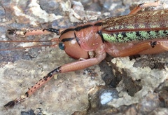 Nastonotus foreli