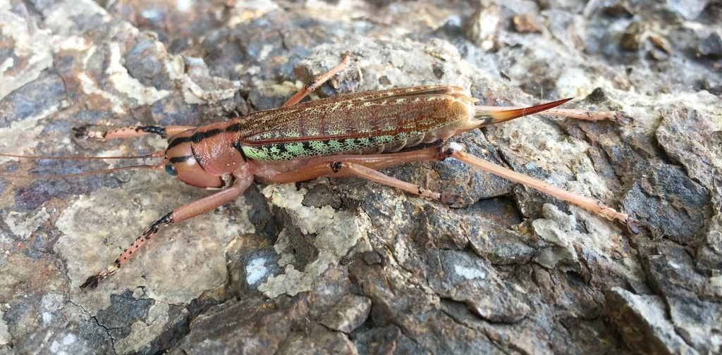 Nastonotus