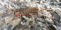 Nastonotus foreli