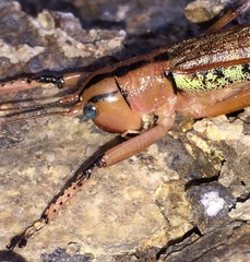 Nastonotus foreli