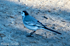 Motacilla alba