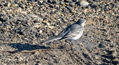 Motacilla alba