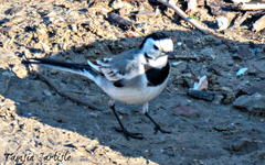 Motacilla alba