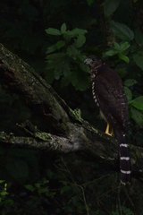 Micrastur semitorquatus