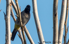 Pycnonotus xanthopygos