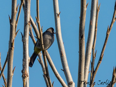 Pycnonotus xanthopygos