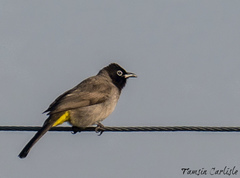 Pycnonotus xanthopygos