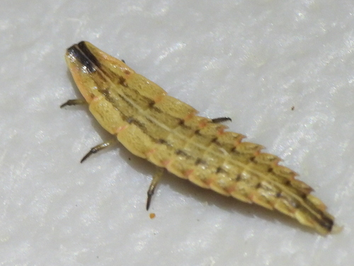 Texas Hooker Firefly photo 4