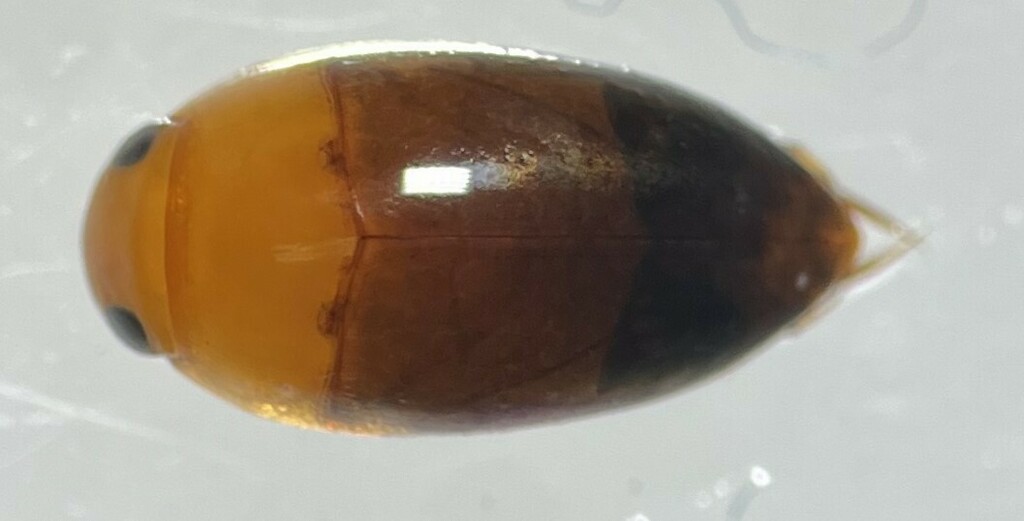 Hydrocanthus oblongus