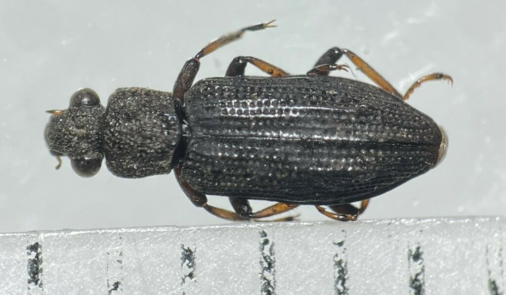 Hydrochus Rugosus From Calhoun County, Tx, Usa On May 20, 2023 By 