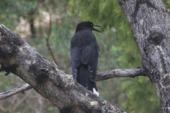 Strepera versicolor arguta