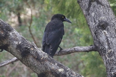 Strepera versicolor arguta