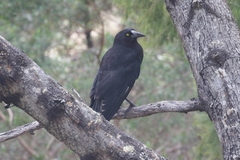 Strepera versicolor arguta