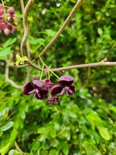 Five-leaf akebia