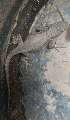 Sceloporus grammicus