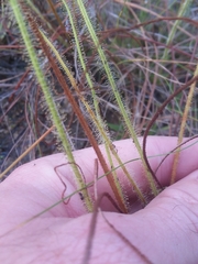Drosera tracyi