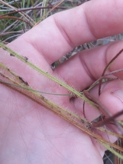Drosera tracyi