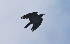 Corvus tasmanicus