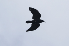 Corvus tasmanicus