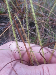 Drosera tracyi