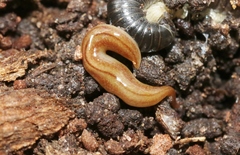 Australopacifica nichollsi