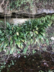 Aspidistra elatior