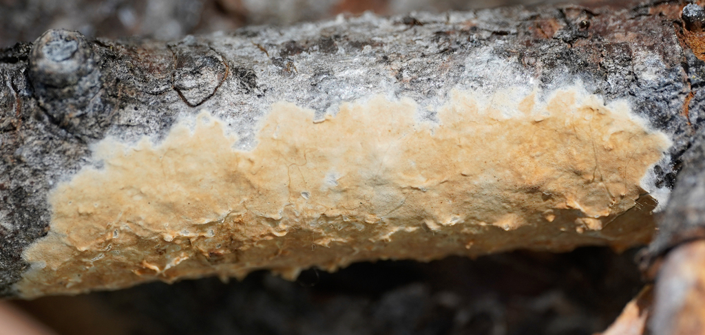 Phanerochaete affinis
