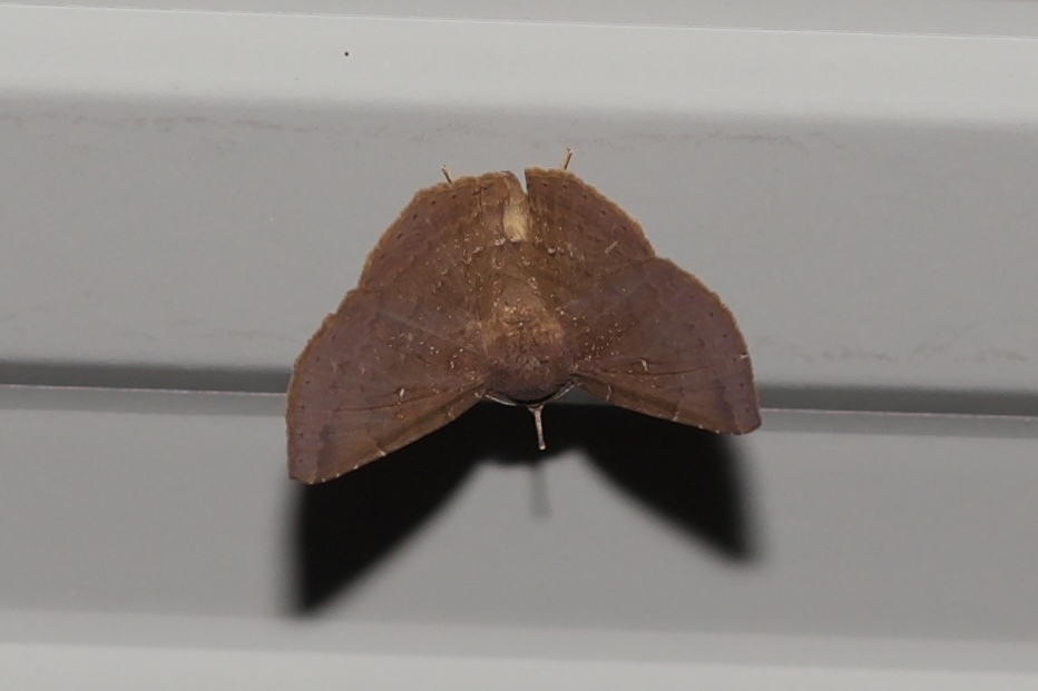 Euclystis mnyra