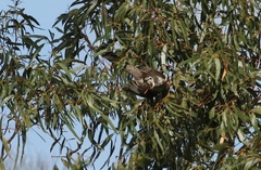 Anthochaera paradoxa